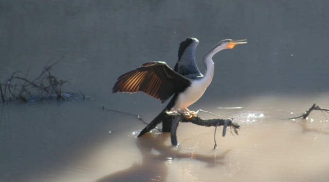 Photos | BIRDS in BACKYARDS